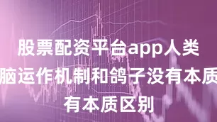 股票配资平台app人类的大脑运作机制和鸽子没有本质区别